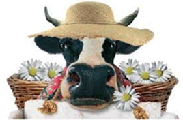 Prenotazione carne bovina bio ’Regina’