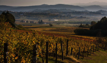 Collio