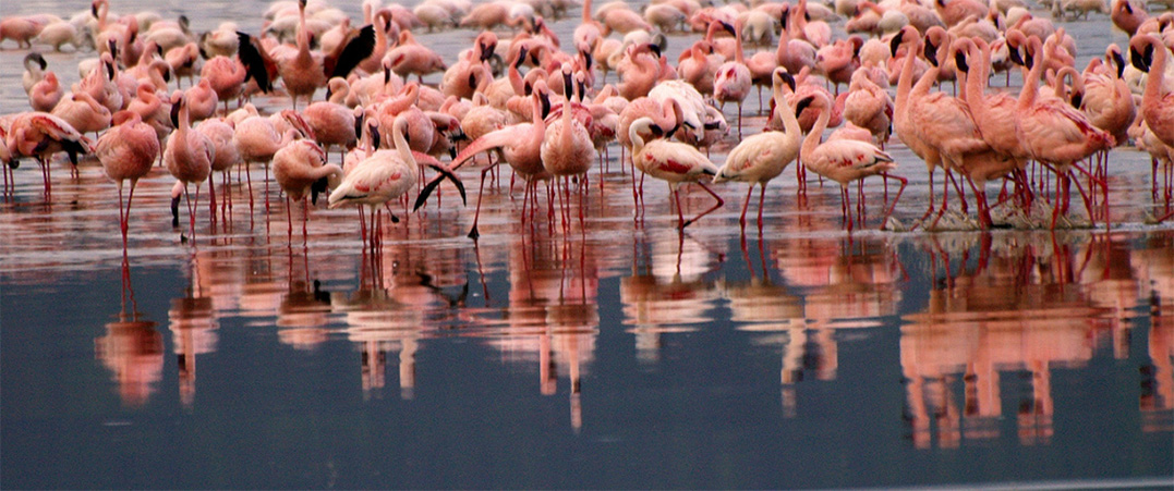 Parco naturale del Delta del Po