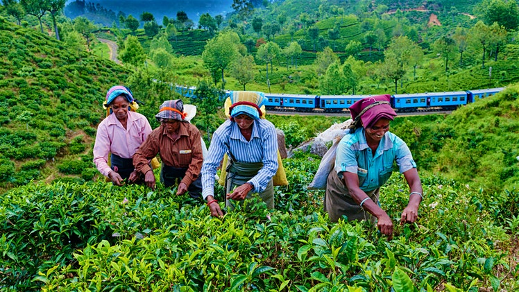 Viaggio in Sri Lanka