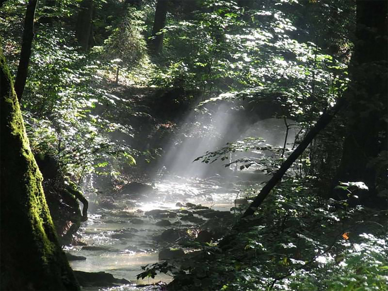 La Via delle Foreste