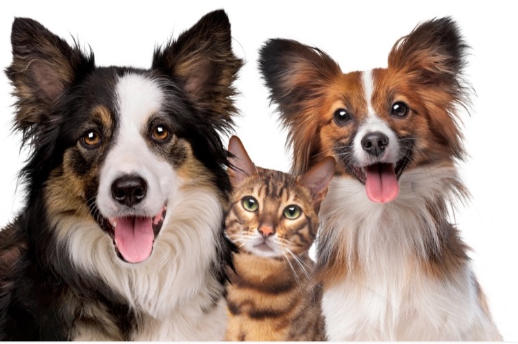 Comprendere il linguaggio degli Animali - Corso avanzato: l’empatia nella relazione con il tuo Animale, con te stesso e gli altri